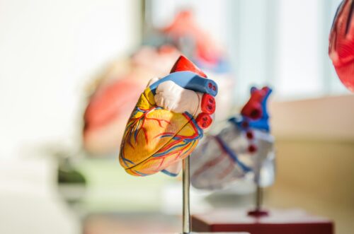 toy model of heart in classroom